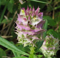 Cross-leaved Milkwort